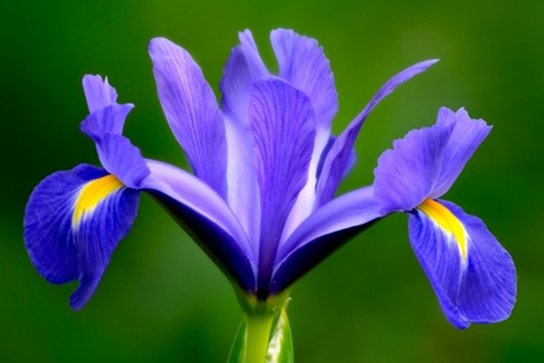 Quốc hoa được Pháp lựa chọn là hoa Iris